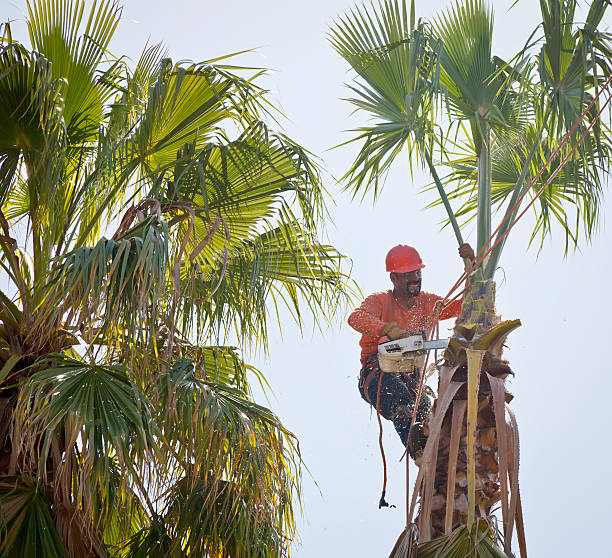 Best Tree Pruning Services  in Parkland, WA